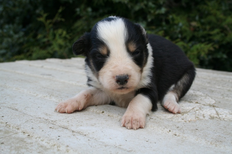 chiots border collie Img_0414