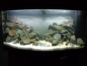 Les crevettes les plus vues dans nos aquarium. 00611