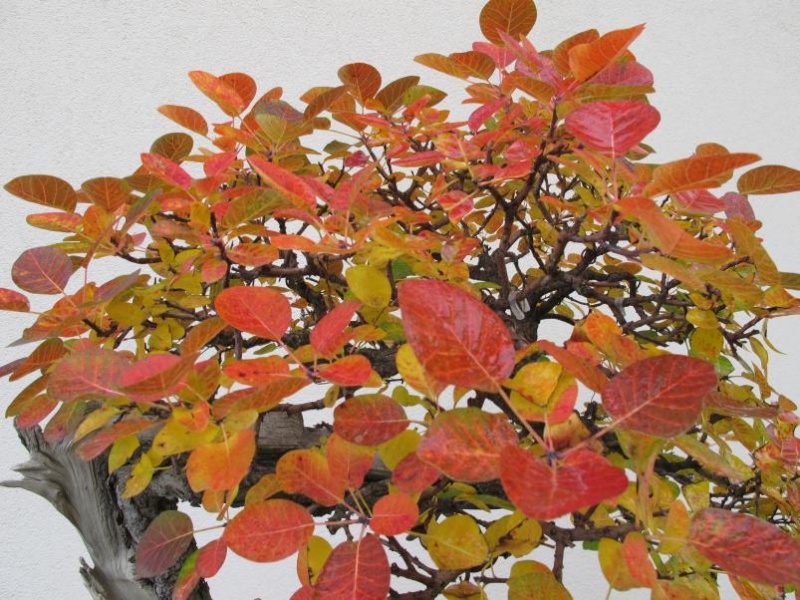 ALBERO DELLA NEBBIA cotinus " SCOTANO " - Pagina 5 Img_3112
