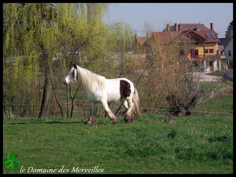 Nouvelles des chevaux 12_mar20