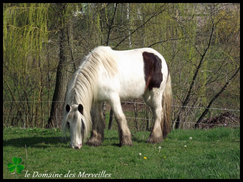 Nouvelles des chevaux 12_mar21