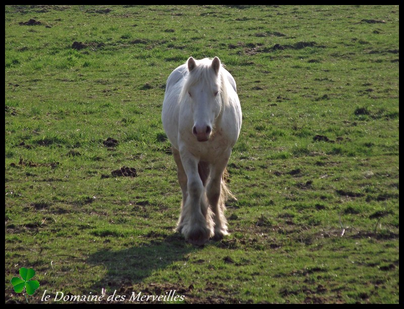 Nouvelles des chevaux au Domaine des Merveilles 16_mar13