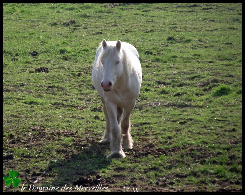 Nouvelles des chevaux au Domaine des Merveilles 16_mar14