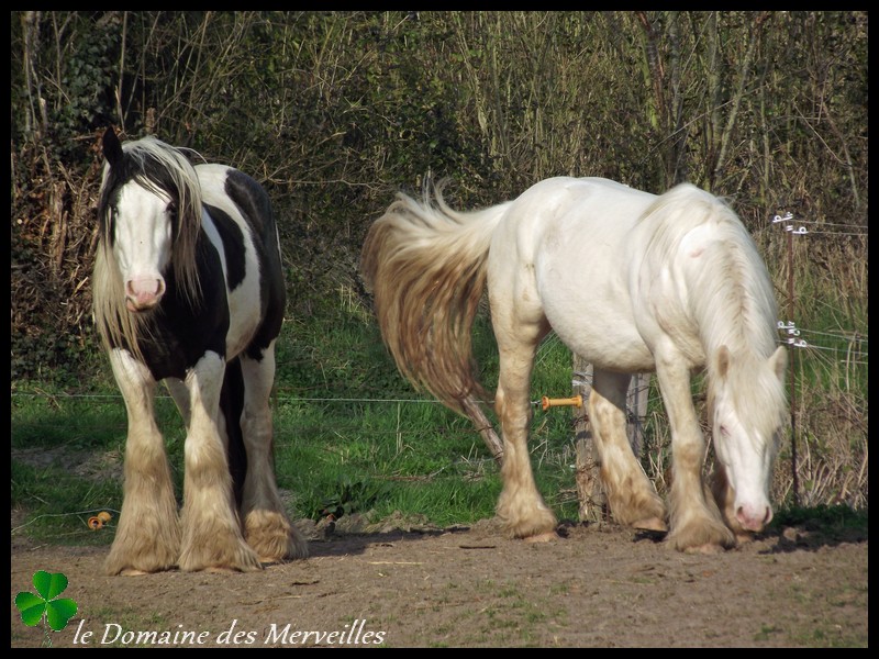 Nouvelles des chevaux au Domaine des Merveilles 16_mar18