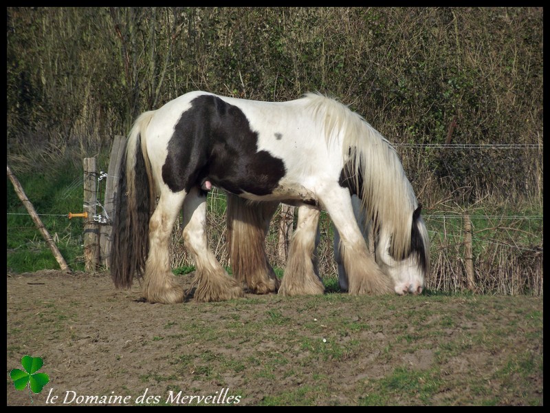 Nouvelles des chevaux au Domaine des Merveilles 16_mar21