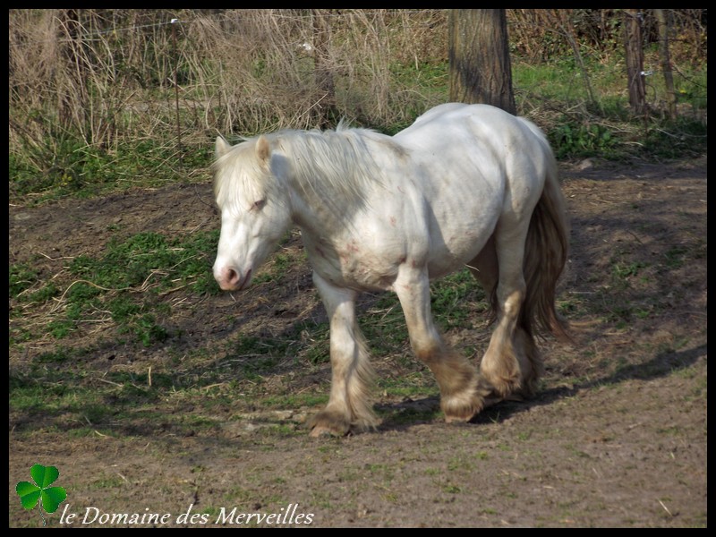 Etalon Irish Cob cremello yeux bleus pour saillies 2014 16_mar23