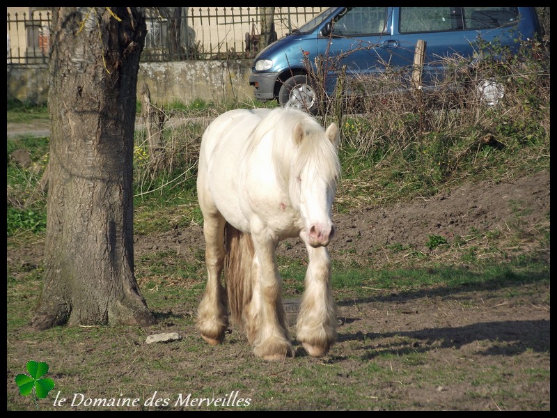 Nouvelles des chevaux au Domaine des Merveilles 16_mar25