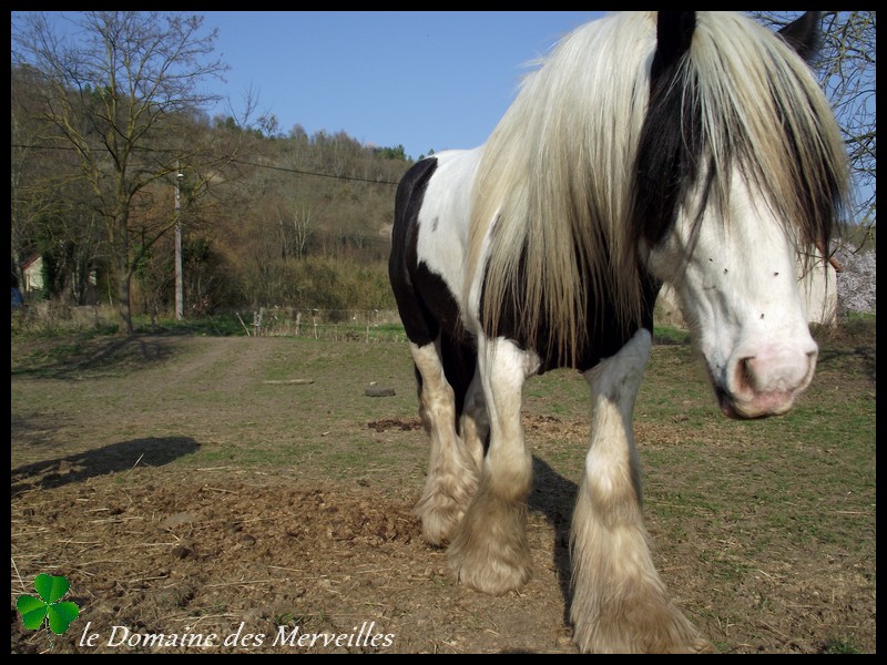 Nouvelles des chevaux au Domaine des Merveilles 16_mar29
