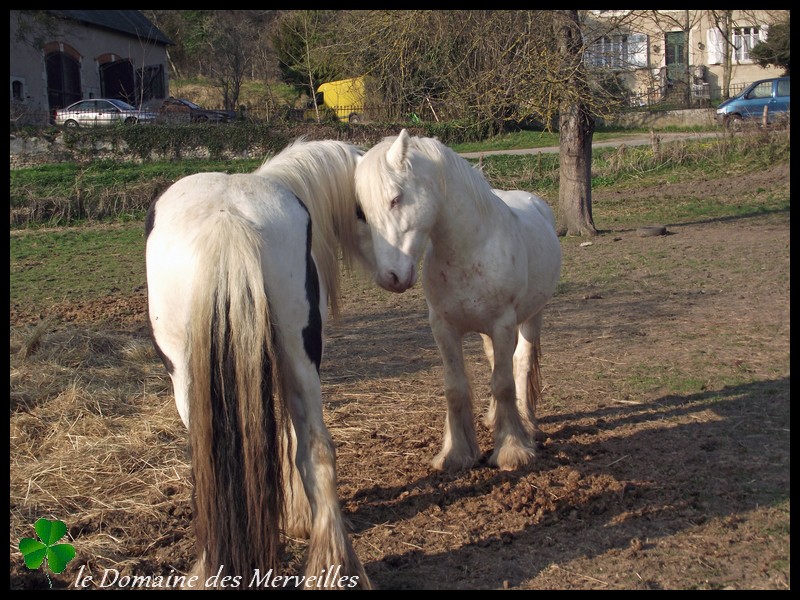 Nouvelles des chevaux au Domaine des Merveilles 16_mar31