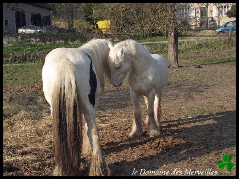 Nouvelles des chevaux au Domaine des Merveilles 16_mar32