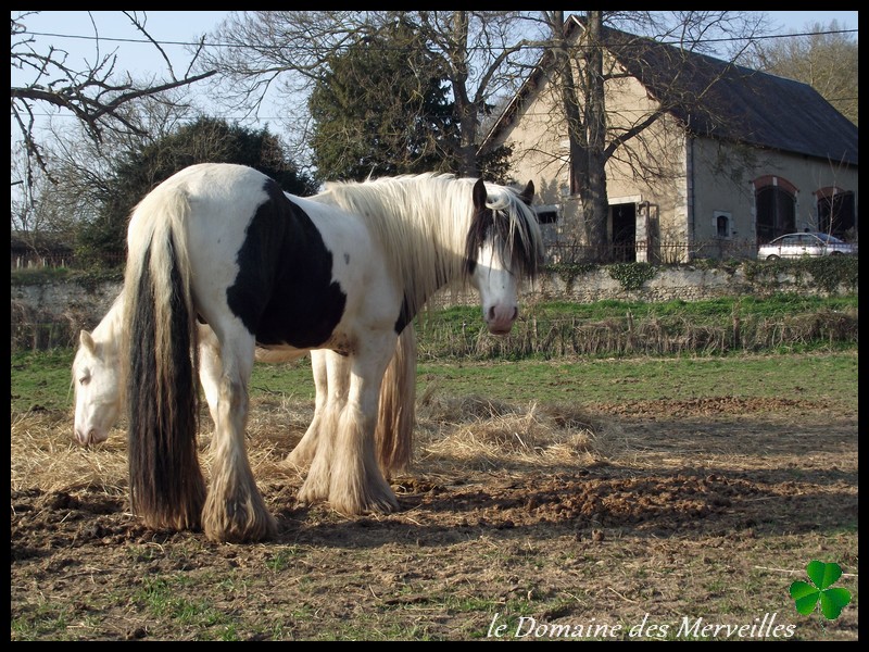 Nouvelles des chevaux au Domaine des Merveilles 16_mar37