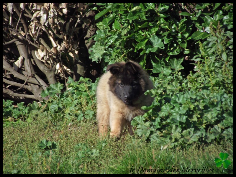 Portée de chiots type Tervueren à VENDUS 18_oct16