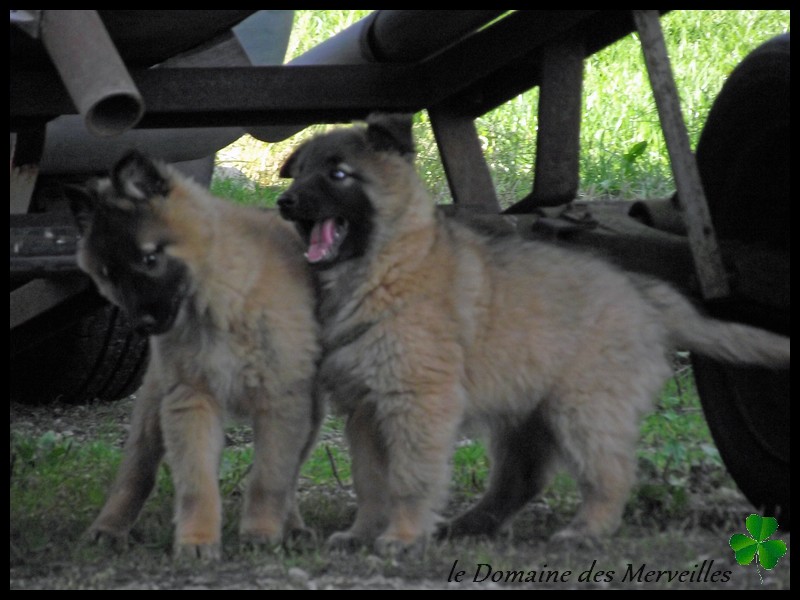 Portée de chiots type Tervueren à VENDUS 18_oct19