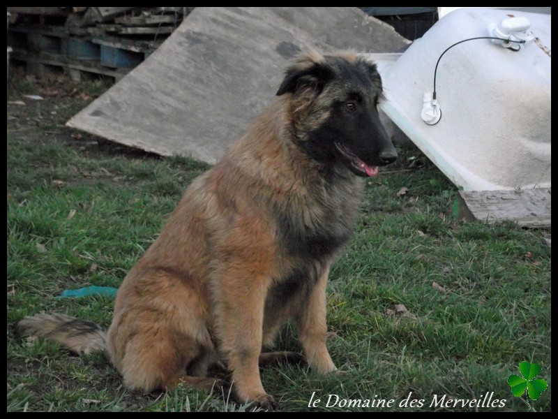 Portée de chiots type Tervueren à VENDUS 20-01-13