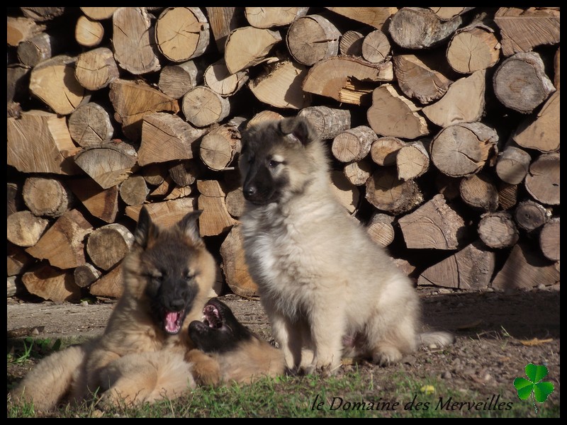 Portée de chiots type Tervueren à VENDUS 20_oct14