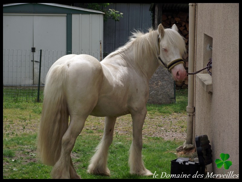 Indy Jones des Fagnes, étalon cremello au Domaine des Merveilles - Page 3 22_mai10