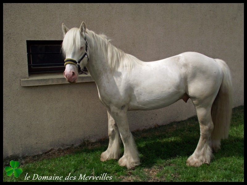 Etalon Irish Cob cremello yeux bleus pour saillies 2014 22_mai12