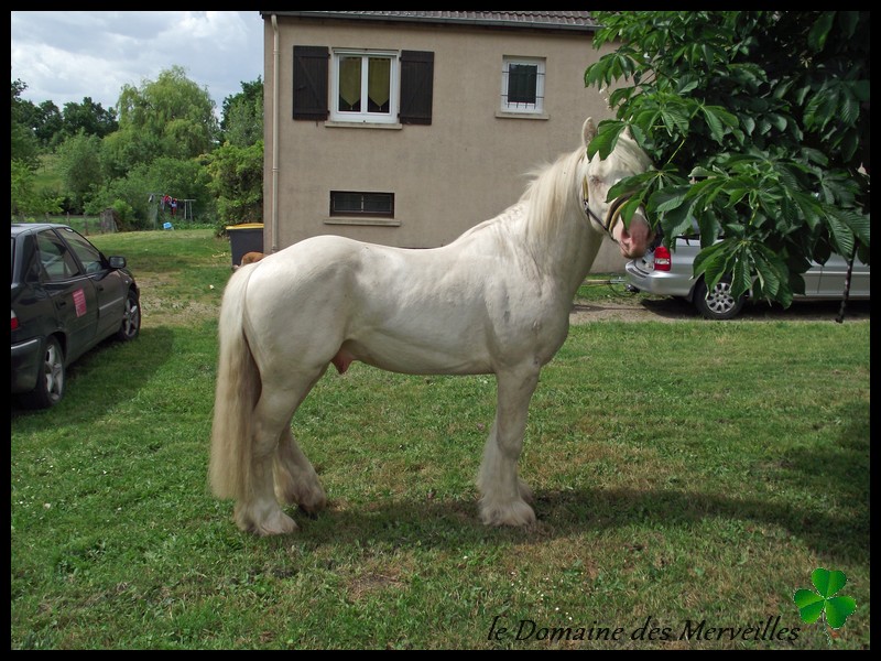 Indy Jones, étalon cremello disponible en Auvergne 22_mai16