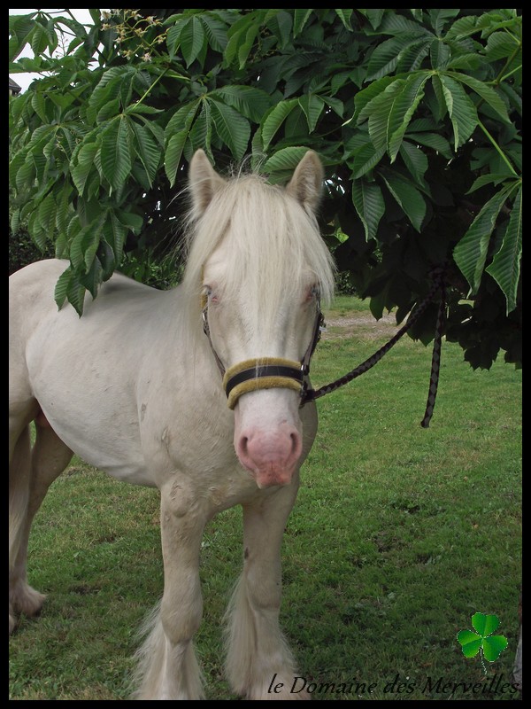 Etalon Irish Cob cremello yeux bleus pour saillies 2014 22_mai21