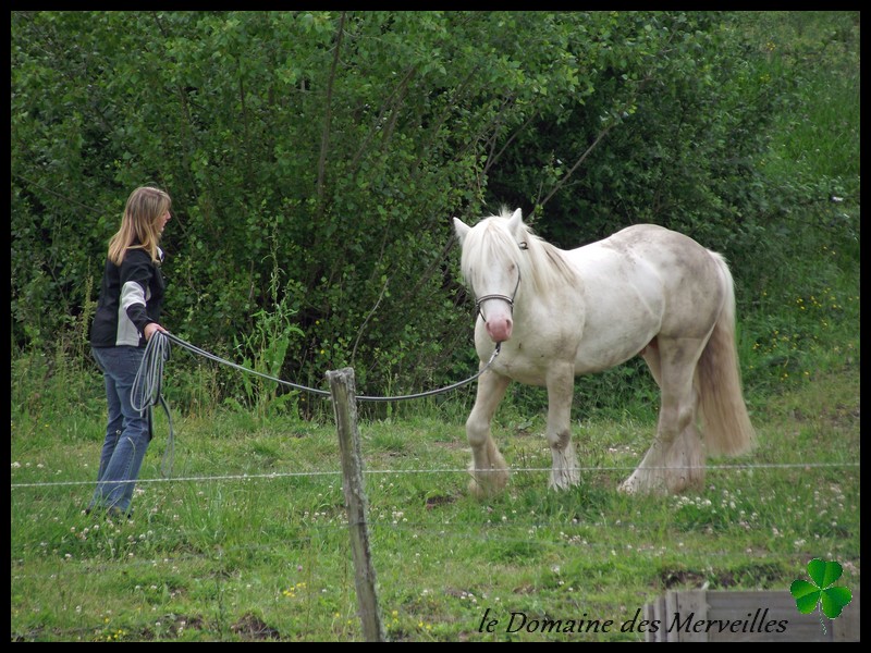 Indy Jones des Fagnes, étalon cremello au Domaine des Merveilles - Page 3 24_mai12