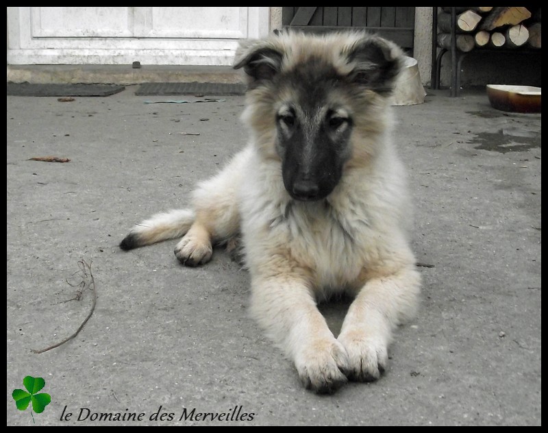 Portée de chiots type Tervueren à VENDUS 30_nov21