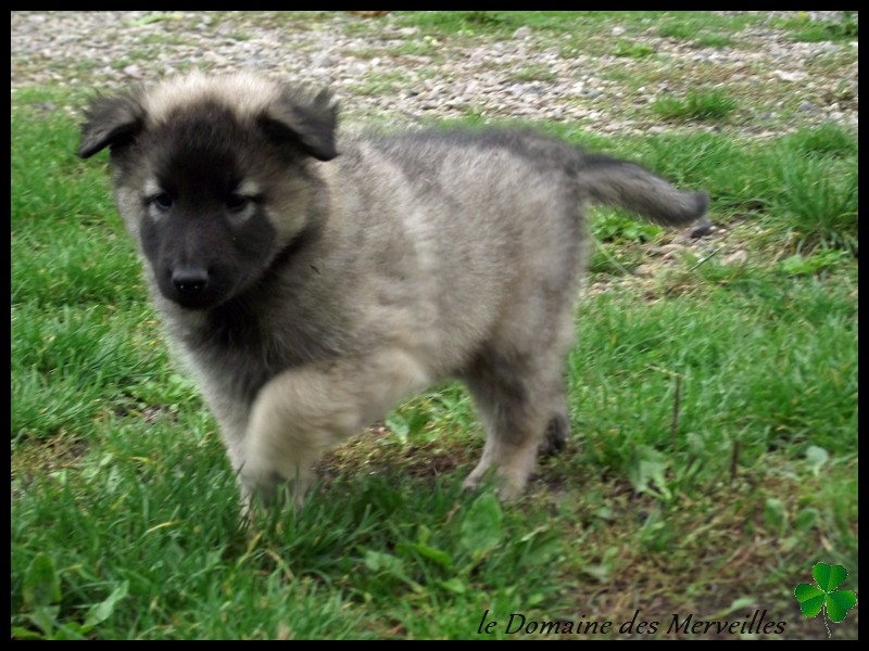 Portée de Tervueren (Ginni X Gun) 2013: SOLDES 5_octo11