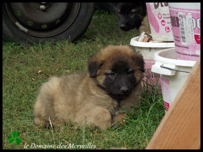 Portée de chiots type Tervueren à VENDUS 5_octo16