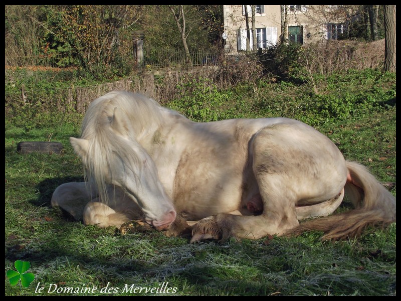 Etalon Irish Cob cremello yeux bleus pour saillies 2014 8_dace25