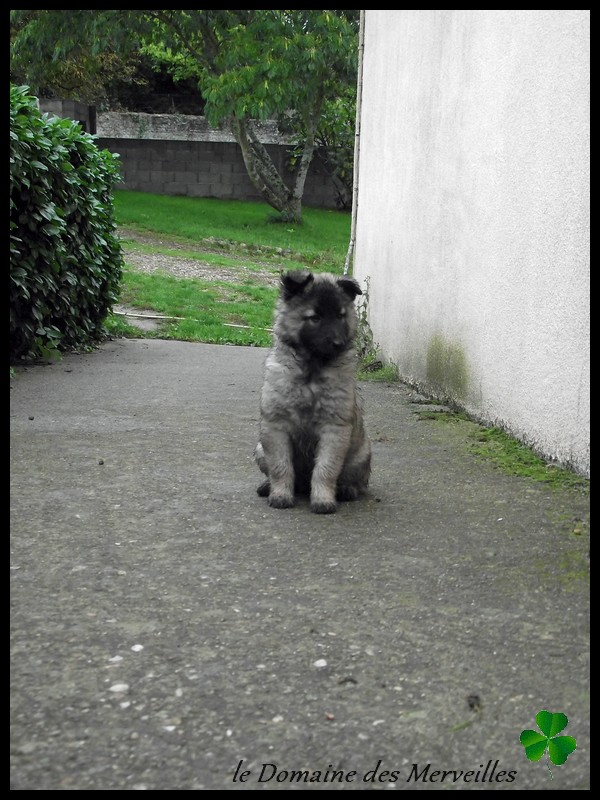 Portée de chiots type Tervueren à VENDUS A_rase12