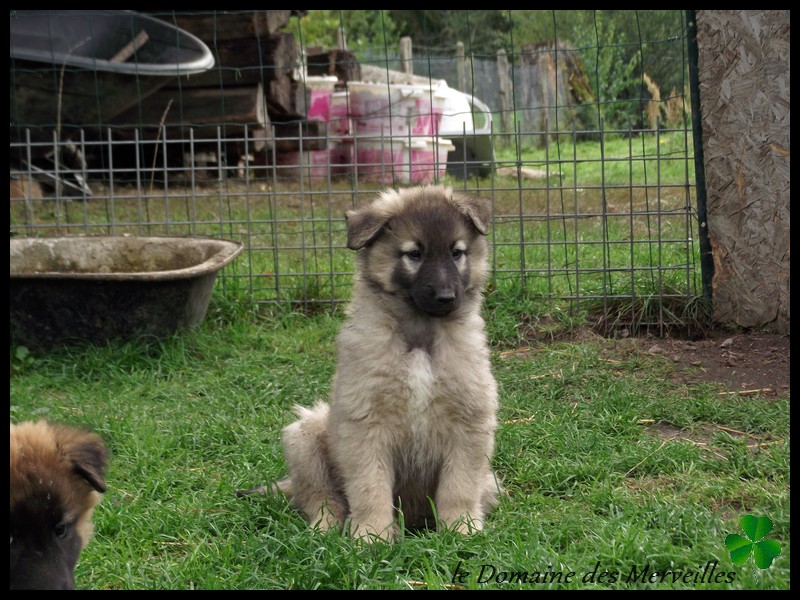 Portée de chiots type Tervueren à VENDUS Males_13