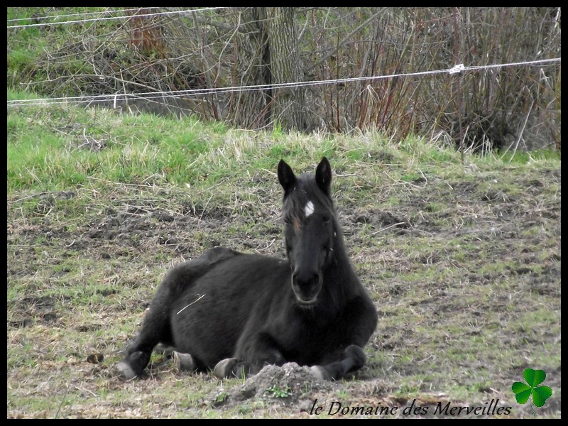 Nouvelles des chevaux au Domaine des Merveilles Mars_211