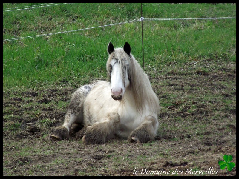 Nouvelles des chevaux au Domaine des Merveilles Mars_212