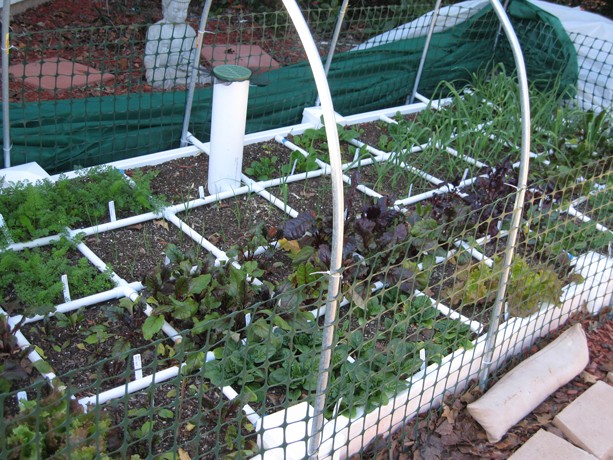 Irrigation question for DFW peeps 20130110