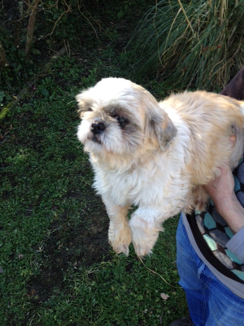 GALA, shih tsu, 3 ans -F Photo_12