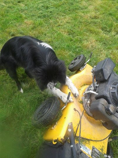 le border collie : un chien qui travaille ^^ 19750111