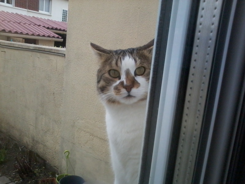 Fluffy / Gollum, 3 mois, petit bicolore - Page 3 2014-010