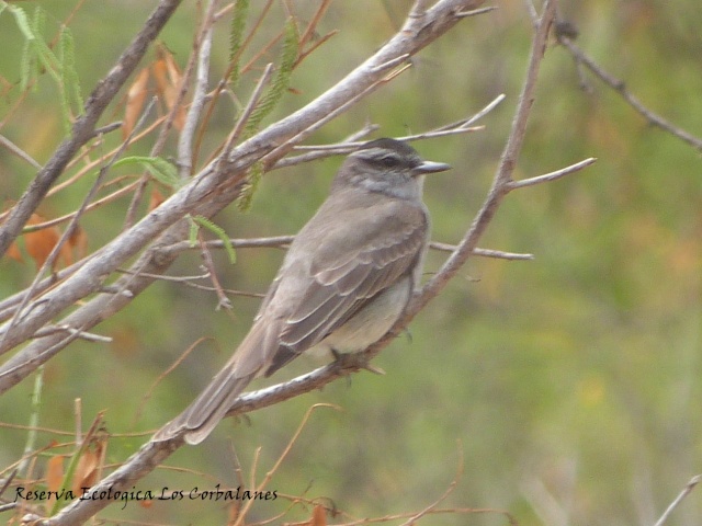 gris - Tuquito Gris (Empidonomus aurantioatrocristatus) P1150718