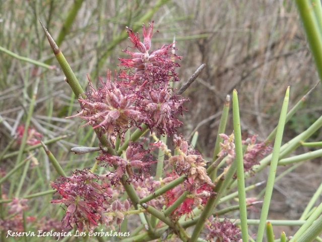 Retama (Prosopis sericantha-Flora de Santiago del Estero ) P1160923