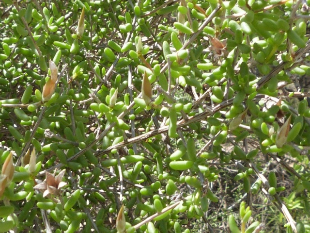 Vinagrillo (Grahamia bracteata) P1170110
