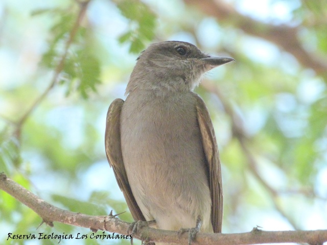 gris - Tuquito Gris (Empidonomus aurantioatrocristatus) P1170616