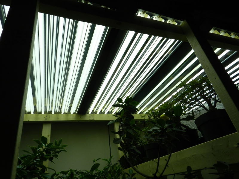 Indoor Bonsai under LED lights. 01310