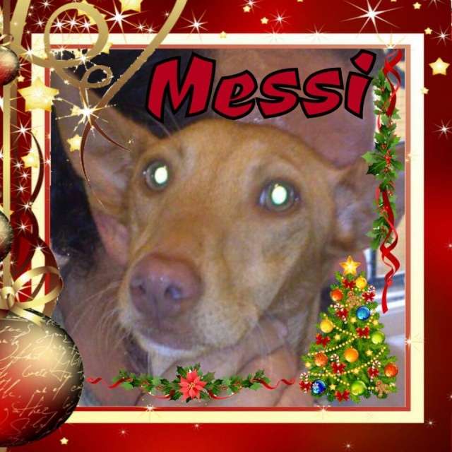 Canis - Messi 98846010