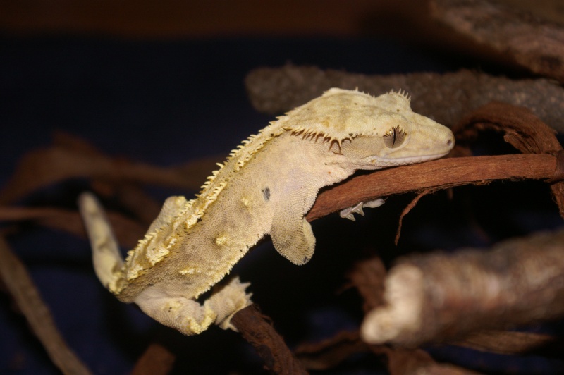 Votre plus belle photo de vos reptiles  - Page 2 Pict0010