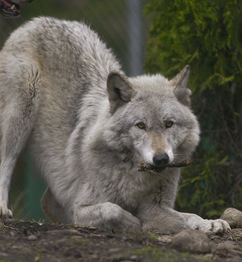 Loup du jour - Page 5 350610