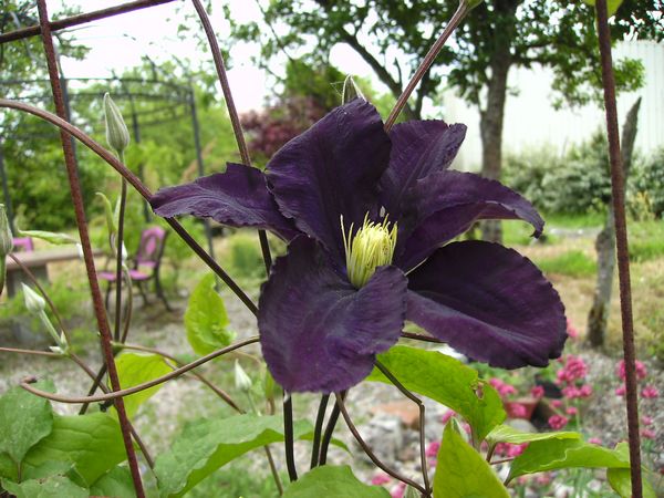 Clematis 'Warsawka Nike' !!! Warsaw10