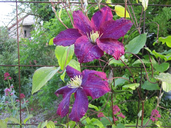 Clematis 'Warsawka Nike' !!! Warsza10