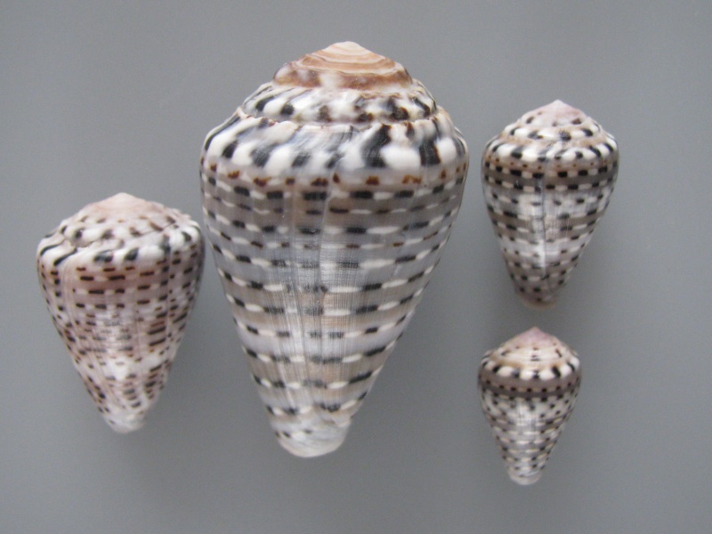 Conus (Virroconus) taeniatus Hwass in Bruguière, 1792  Img_8923