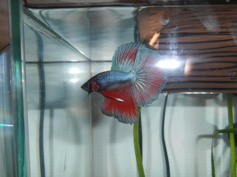 1er betta :D  SuperDelta? Pc270611