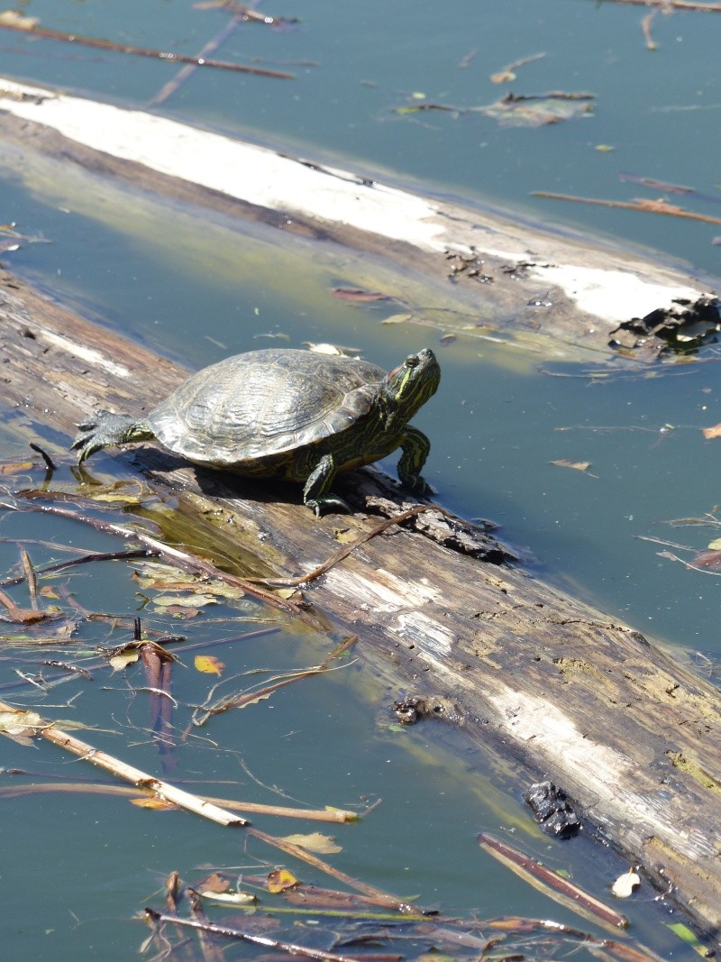 La Vallée des tortues - Sorède - 15.09.2012/13/04/2014 P1020423