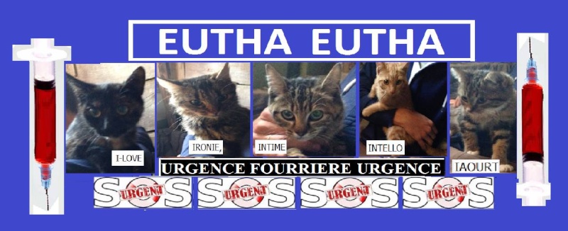 URGENCE FOURRIERE!!! 5 chats/chatons sans solution 90228111